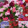 Nurseryman's Choice Geranium Collection