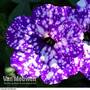 Petunia 'Night Sky'