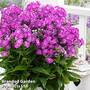 Phlox subulata 'Purple Beauty'