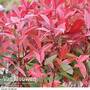 Photinia x fraseri 'Red Robin'