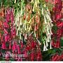Phygelius 'Colorburst Collection'