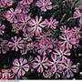 Silene colorata 'Pink Pirouette'