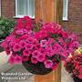 Pink Shockwave Pre-Planted Basket