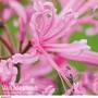 Nerine bowdenii 'Pink'