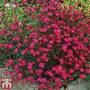 Dianthus deltoides 'Brilliancy'