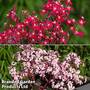 Saxifraga Dancing Pixies Duo