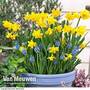 Plant-O-Tray Patio Prepanted Narcissus & Scilla