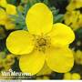 Potentilla fruiticosa