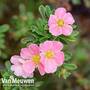 Potentilla fruticosa 'Pink Beauty'