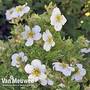 Potentilla fruticosa 'Mount Everest'