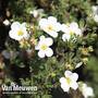 Potentilla fruticosa 'White Lady'
