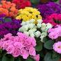 Primrose 'Primlet Tropical Mix'