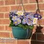 Primrose 'Moonstone Mix'