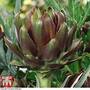 Artichoke 'Italian Purple'