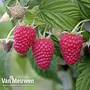 Raspberry 'Summer Lovers Late'