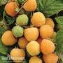 Raspberry 'All gold' (Autumn fruiting)