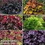 Heuchera Rex Collection
