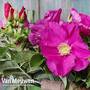 Rosa rugosa Pink