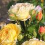 Rose 'Belle du Jour'