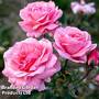 Rose 'Queen Elizabeth'
