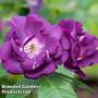 Rose 'Rhapsody in Blue'
