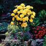 Rose Standard Yellow (40cm stem)