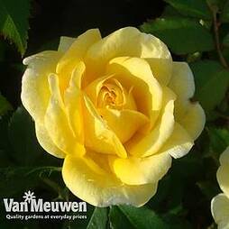 Rose 'Easy Elegance Yellow Brick' (Shrub Rose)