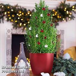 Rosemary Christmas Tree - Gift