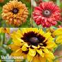 Rudbeckia 'Enchanted Collection'