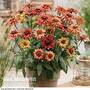 Rudbeckia 'Enchanted Embers'