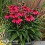 Echinacea SunMagic 'Vintage Red'