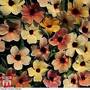 Thunbergia alata 'Salmon Shades'