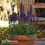 Salvia nemorosa 'Salvatore Deep Blue'