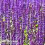 Salvia nemorosa 'Ostefriesland'