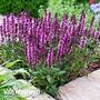 Salvia nemorosa 'New Dimensions Mix'