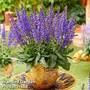 Salvia 'A little Bit'