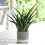 Sansevieria 'Fernwood' (House Plant)