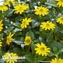 Sanvitalia procumbens 'Solaris® Compact'