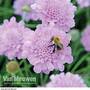 Scabious 'Kudos Pink'
