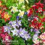 Aquilegia caerulea 'Mrs Scott-Elliott'