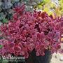 Sedum 'Sunsparkler Wildfire'