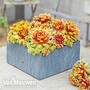 Sempervivum 'Chick Charms® Gold Nugget'