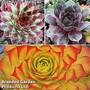 Sempervivum 'Chick Charms Trio'