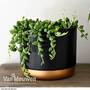 Senecio 'String of Teardrops' (House Plant)