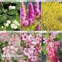 Super Saver Shrub Collection