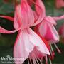 Fuchsia 'Shrimp Cocktail'