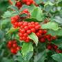 Holly (Hedging)