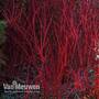 Cornus alba 'Sibirica'