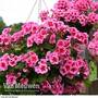 Geranium 'Sunrise Smokey Eye Pink'