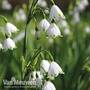 Leucojum 'Spring Snowdrop'